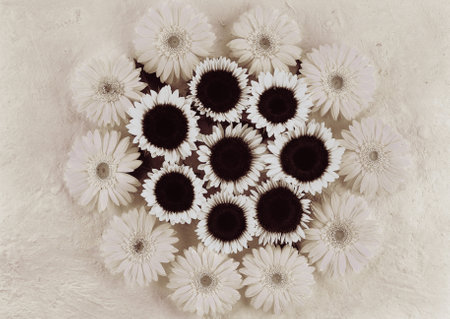 White gerbera flowers on a white background. Toned.の写真素材