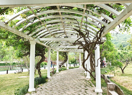 A vine-covered white pergola walkway with twisted tree trunks, lush greenery, and mountains in the background creates a peaceful atmosphereの写真素材