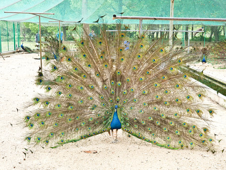male peacocks display their vibrant feathers to attract a female peahen inside an enclosed, sandy and netted areaの写真素材