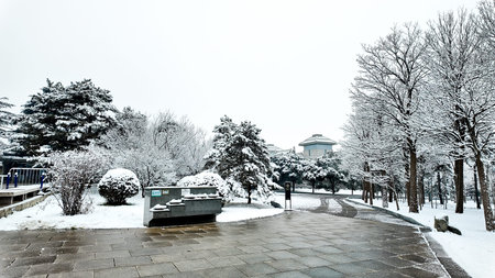 Snow covered park landscape with pine and leafless trees after snowfall creating peaceful winter...