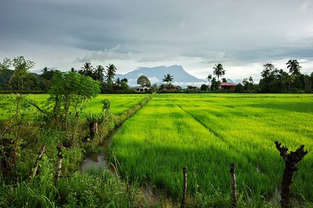 A evening view of a paddy field at Kota Belud, Sabah, Malaysia
