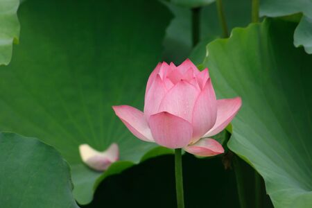 Beautiful lotusの写真素材