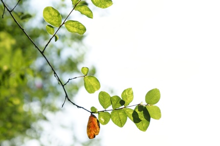 Green leavesの写真素材