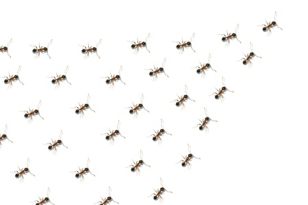 Team of antsの写真素材