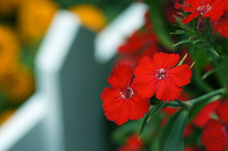 Beautiful flowersの写真素材