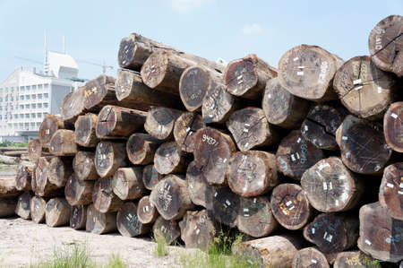 Timber yardのeditorial素材