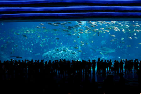 Aquariumのeditorial素材