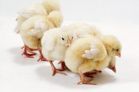 yellow in the white chickens
