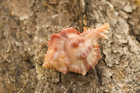 shells and sand in background