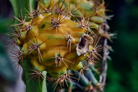 Pitahaya or dragon fruit, the striking exotic fruitの写真素材