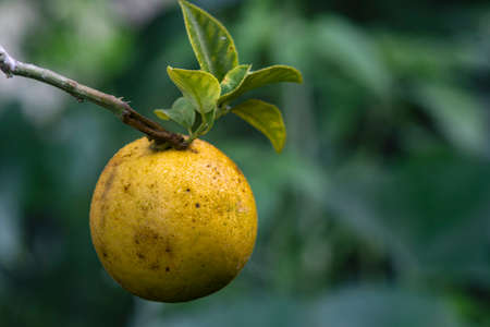Bunch of oranges in the foreground