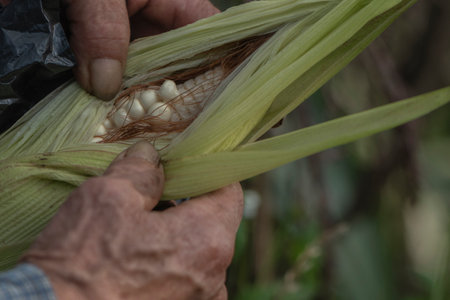 Close-up of an old man's hands holding a freshly harvested cornの写真素材