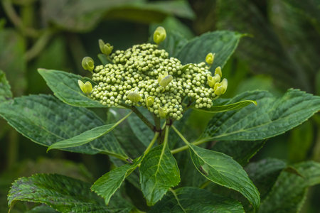 Hydrangea macrophylla, evergreen shrub with white flowers