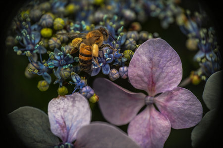 Macro of a bee pollinating a hydrangea flower