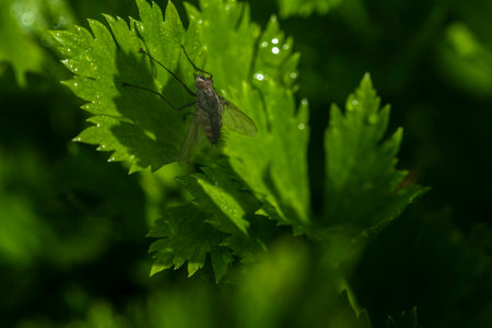 Fly on a green leaf in the garden. Macro photography of insects.