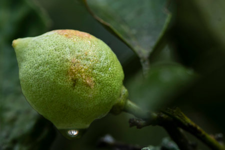 Lemon fruit on the tree with dew drops after rain.の写真素材