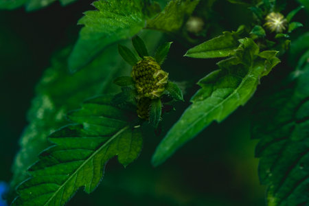 Green leaves and buds on a dark background close-up macro photography