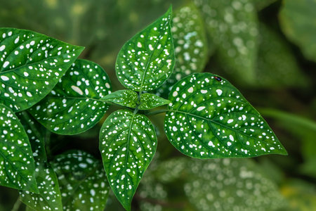 Close up of green leaf with dewdrops on it.の写真素材