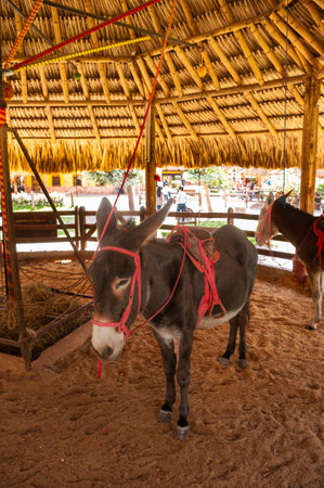 Donkey in the stable at Chiang Rai province, Thailand.のeditorial素材