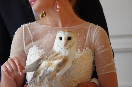 owl white small in handの写真素材