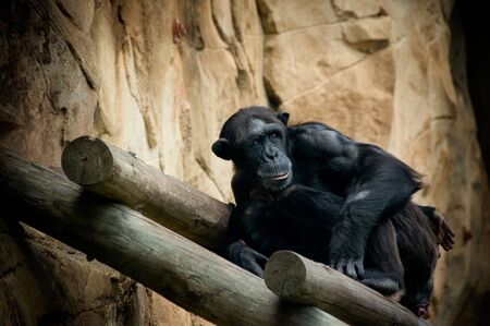 Scared and lonely black monkeyの写真素材