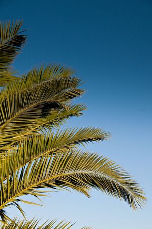 Palm tree leaf isolated over blue skyの写真素材