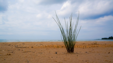 Clump of Grass Growing on the Sand on the Shore of Lake Michiganの写真素材