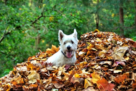 Dog on leaves in the parkの写真素材