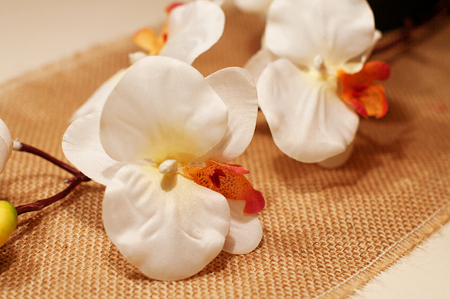 white orchid on a white table and kind matの写真素材