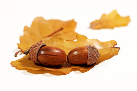 Two acorns on the leaves of an oak treeの写真素材