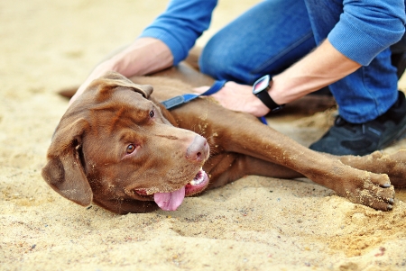 labrador dog playing in the sandの写真素材
