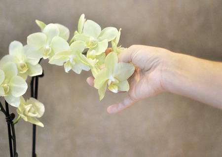 girl's hand holding orchid flower
