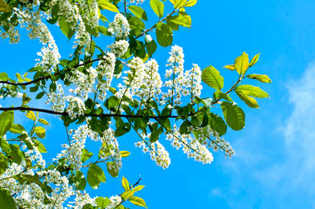 White acacia flowers on sky background