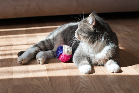 gray catの写真素材