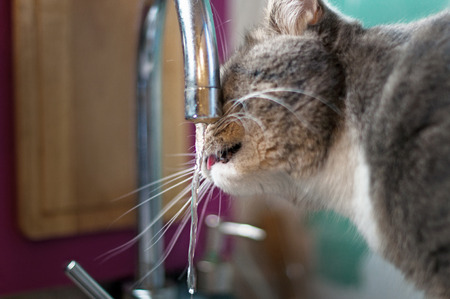 cat drinks water from the tapの写真素材