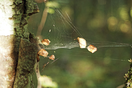 leaves in the web in the forest
