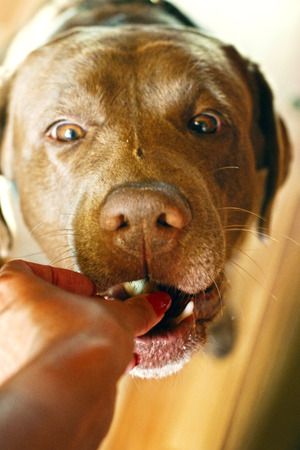 brown labrador taking food out of the handsの写真素材