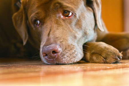 sad sight of brown labrador retrieverの写真素材