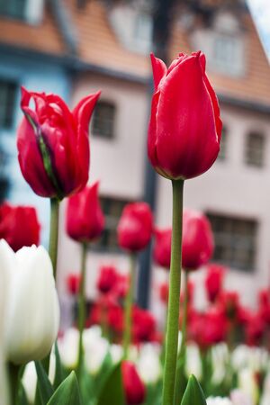 beautiful red and white tulips in the flower bedの写真素材