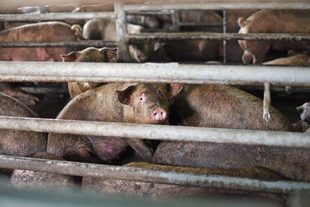a lot of dirty pigs in the penの写真素材