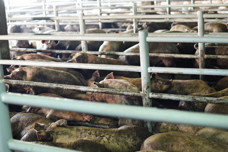 a lot of dirty pigs in the penの写真素材