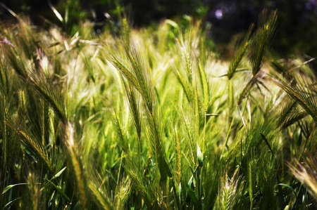 Barley - rye - oatの写真素材
