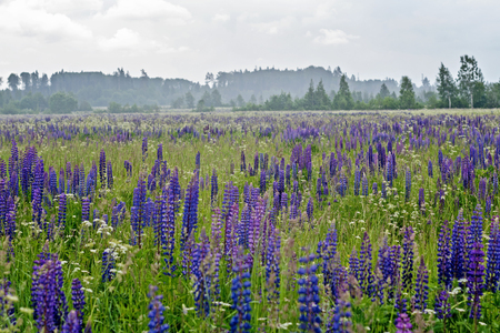 lupine field with pink purple and blue flowers. Bunch of lupines summer flower backgroundの写真素材