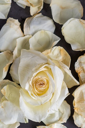 White rose on grey background with petalの写真素材
