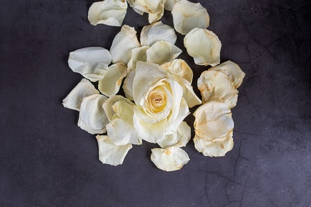 White rose petals on grey backgroundの写真素材