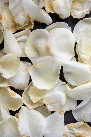White rose petals background