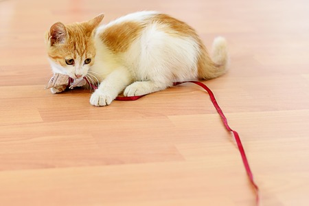 kittenkitten playing with a toy on a wooden floor