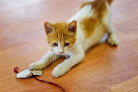 kittenkitten playing with a toy on a wooden floorの写真素材