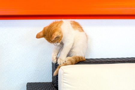 Cute red striped and white cat kitten playingの写真素材