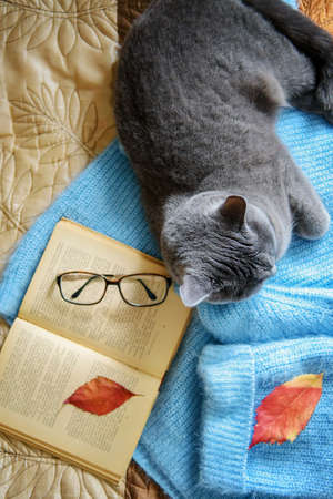 A beautiful gray Scottish cat is lying on a sweater next to a book. Concept of home life.の写真素材